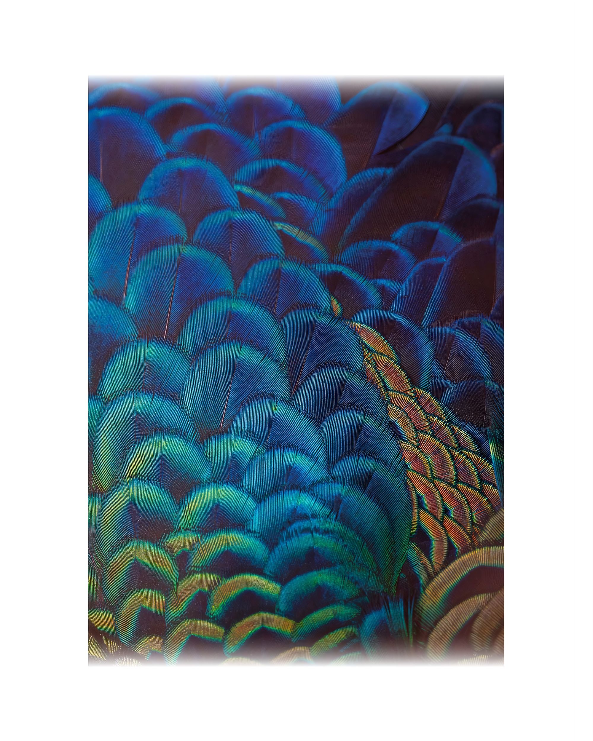 Vaizdas and drobės Multicolor Feathers